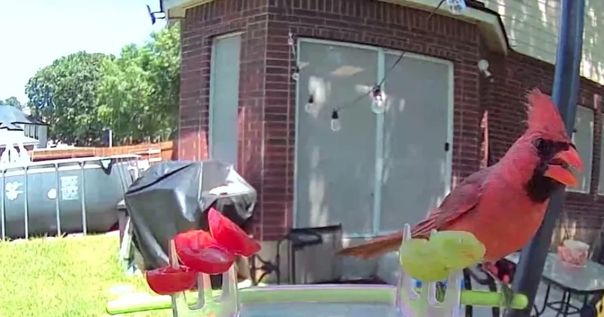 Smart Bird Feeder Cameras in 2026: What Actually Matters Before You Buy